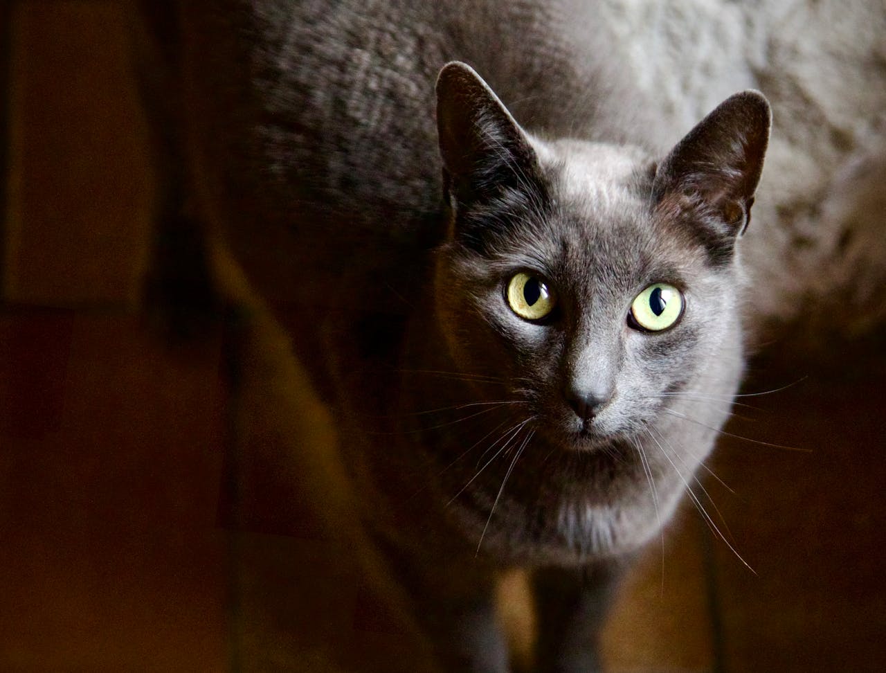 close-up-portrait-of-a-russian-blue-cat-with-piercing-eyes-34845325