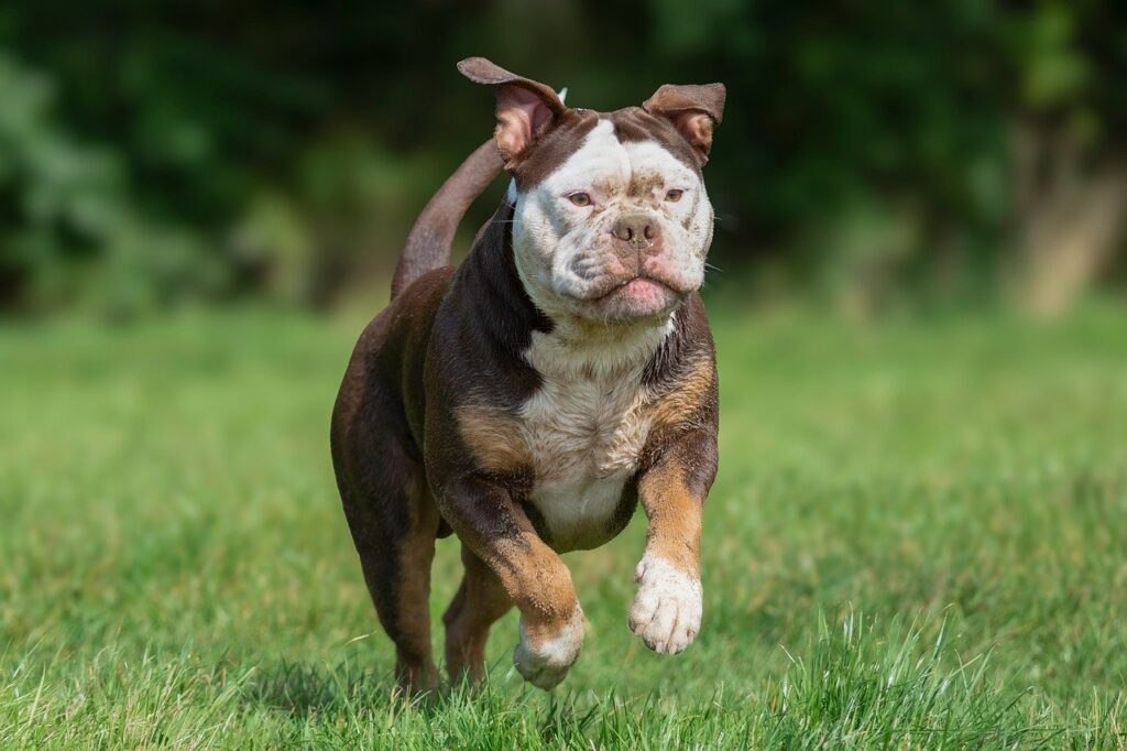 g43c58fe48cdeda3269cabc50df000d57ce20a62a14cca8830f59f281683b0846feec250f0f27cd4d92af9125ef26f49442c604df46b1c7ffb5666628b6e738db 1280 9417081 animal, bulldog, dog, canine, nature, pet, mammal, play, grass